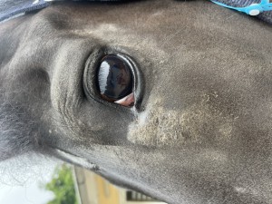 IMG_1348.jpeg