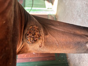 IMG_1966.jpeg (5.01 MiB) 288 mal betrachtet Vor dem Reiten