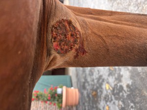 IMG_1971.jpeg (4.33 MiB) 288 mal betrachtet Nach dem Reiten