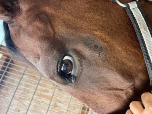 Auge, Backe14.09.25