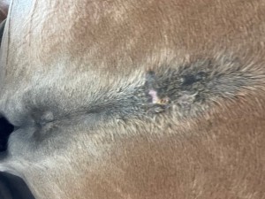 Bauch 14.09.25