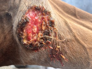 IMG_2036.jpeg (4.33 MiB) 277 mal betrachtet Nahaufnahme