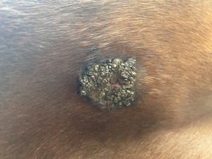 IMG_0817.jpeg