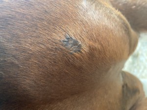 IMG_0818.jpeg
