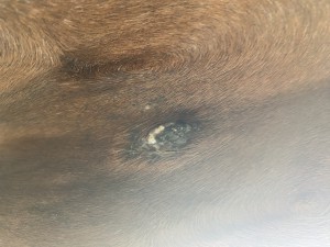 IMG_0819.jpeg