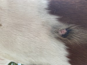 IMG_0820.jpeg