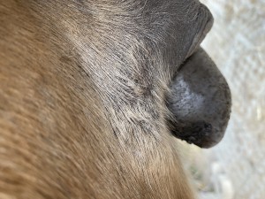 IMG_0821.jpeg