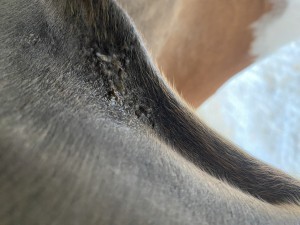 IMG_0822.jpeg