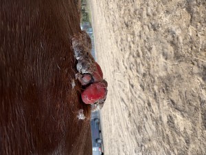IMG_7624.jpg