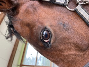 Auge 05.10.25