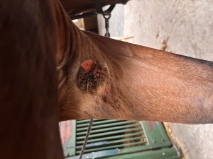 Vor dem Reiten
