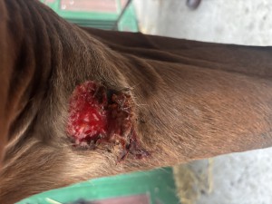 Nach dem Reiten und Kruste