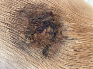 IMG_7626.jpeg