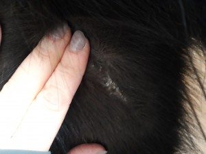 20190125_103200.jpg (5.16 MiB) 5741 mal betrachtet am Hals nach der OP kam wieder eine Warze