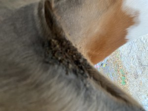 IMG_0843.jpeg