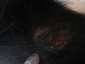 20190129_184436.jpg (4.92 MiB) 5494 mal betrachtet Halsstelle bricht auf