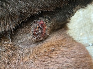 IMG_0863.jpeg