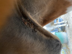 IMG_0871.jpeg