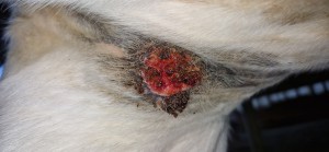 20251018_173659.jpg (2.31 MiB) 838 mal betrachtet 18.10 25