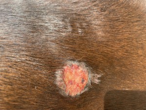 IMG_6634.jpeg