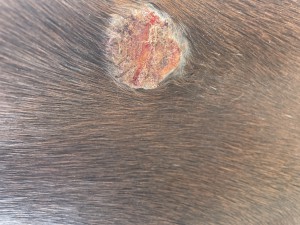 IMG_6660.jpeg