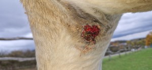 20251022_154629.jpg (2.03 MiB) 821 mal betrachtet 22.10.25