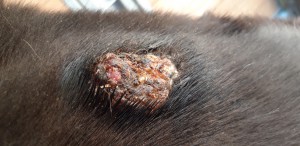 20190419_093950.jpg (3.97 MiB) 5493 mal betrachtet Akutelle Bilder