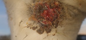 20251104_164753.jpg (2.05 MiB) 762 mal betrachtet 4.11.25