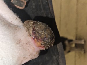 Heute vor dem schmieren