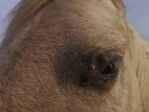 Sarkoid am Auge 13.11 2025