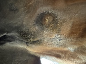 Hier kann man beide Sarkoide am Euter erkennen