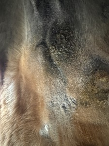 Hier auch beide zu sehen, das eine ist leider etwas angeschnitten