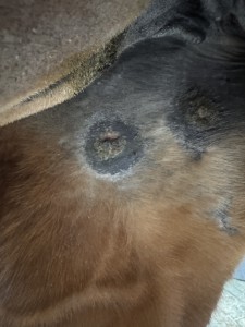 Hier die Beiden am Innenschenkel