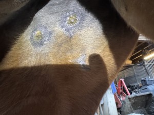 Die beiden am Schenkel