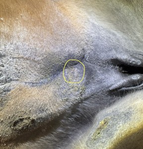 Das kleine am euter welches ich morgen schmieren würd ?!