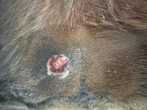 Euter 1:2 geschmiert