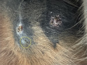 Schenkel, Pause nur das eingekreiste 1:1 geschmiert