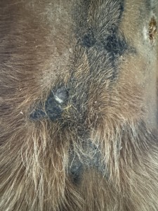 Narbe, NEU 1:1 geschmiert