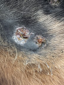 Schenkel 2 Stück 1:2