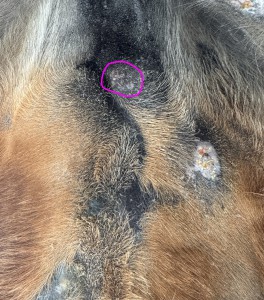 Euter 1:3, sieht man schon fast nicht mehr...