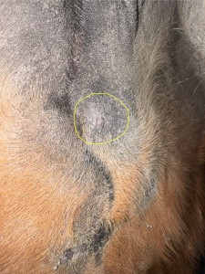 Euter 1:3 hier kann man eigentlich nichts mehr ertasten