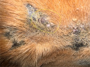 Das ist die Narbe bei der ich mir nicht sicher war ob hier wieder etwas kommt, habe hier 1:2 geschmiert, es bilden sich aber bisher keine Krusten