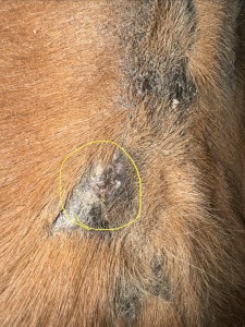 Narbe, es verändert sich schon ein bisschen, ich schmiere mal mit 1:2 weiter?!