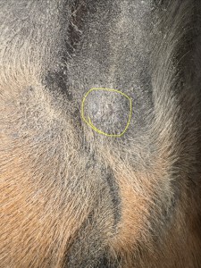 Euter, aktuell schmiere ich dünn 1:3, man kann aber nichts mehr fühlen, hier weiter machen?