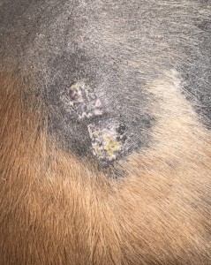 Schenkel (zwei Stück) 1:2