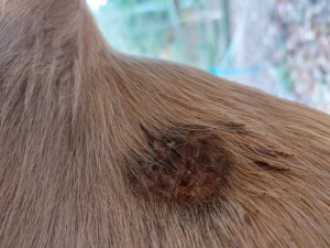 12. Nov, nach ein paar Tagen CompX