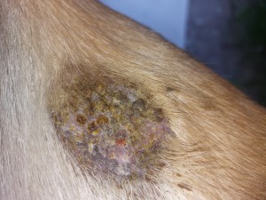 21. Dez, heute relativ wenige Krusten