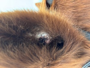 Aktuelles Bild vom Ohr