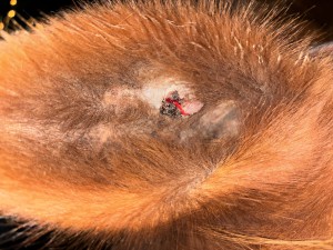 Aktuelles Bild vom Ohr