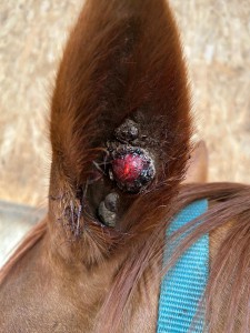 Sarkoid Ohr vor dem lasern